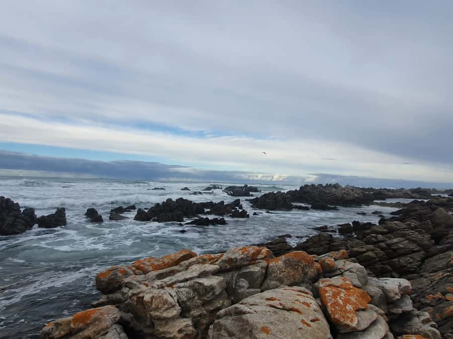 Cape Town: Cape Aghullas Van Tour with Hotel Pickup - What the small van changes