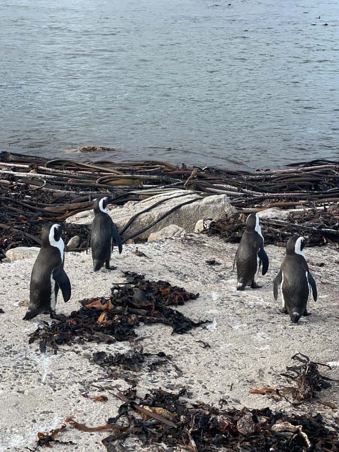Cape Town: Cape Agulhas and Stony Point Penguin Tour - Should you book it?
