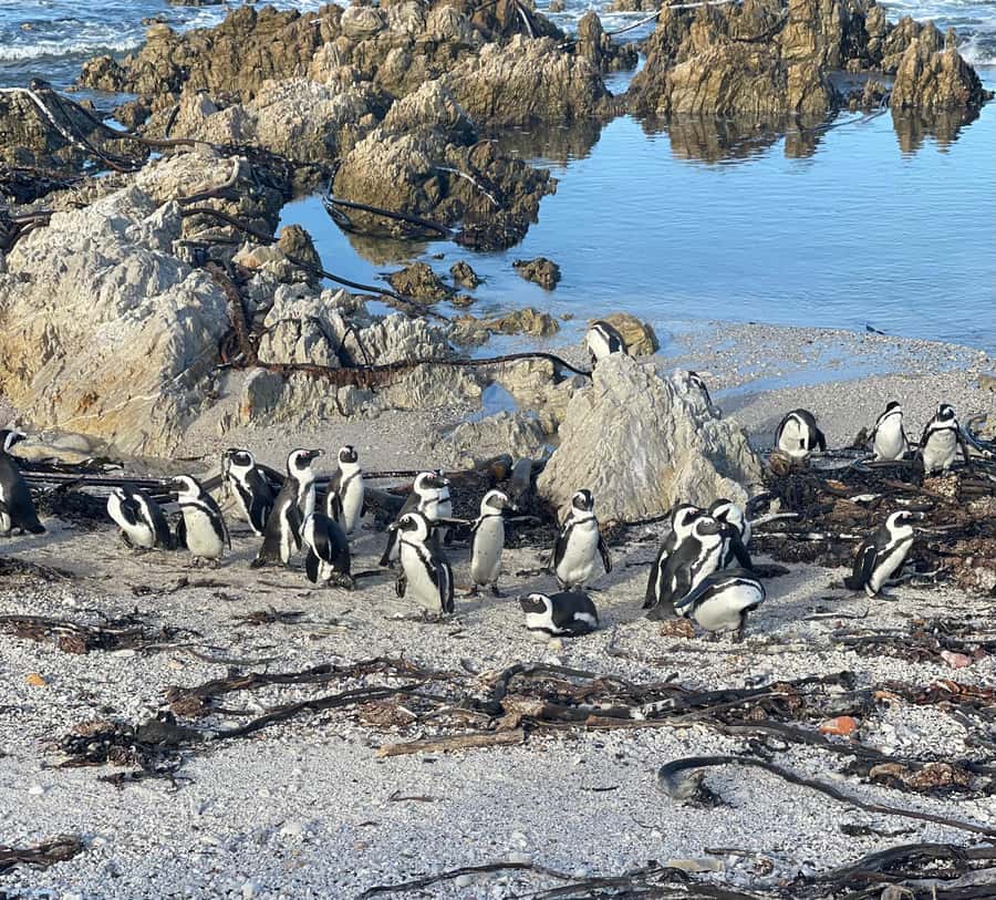 Cape Town: Cape Agulhas and Stony Point Penguin Tour - Practical details that affect your day