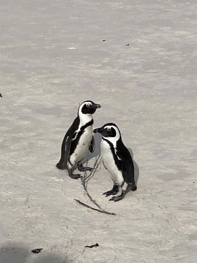Cape Town: Cape Agulhas and Stony Point Penguin Tour - Who will enjoy this Cape Agulhas tour most?