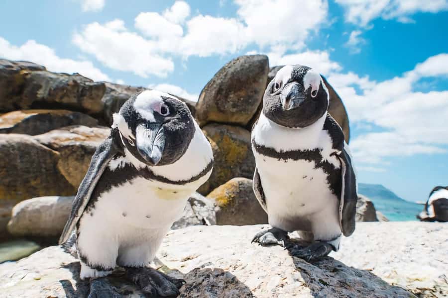 Cape Town: Cape of Good Hope and Penguins Full-Day Tour - Chapman’s Peak, one bend at a time