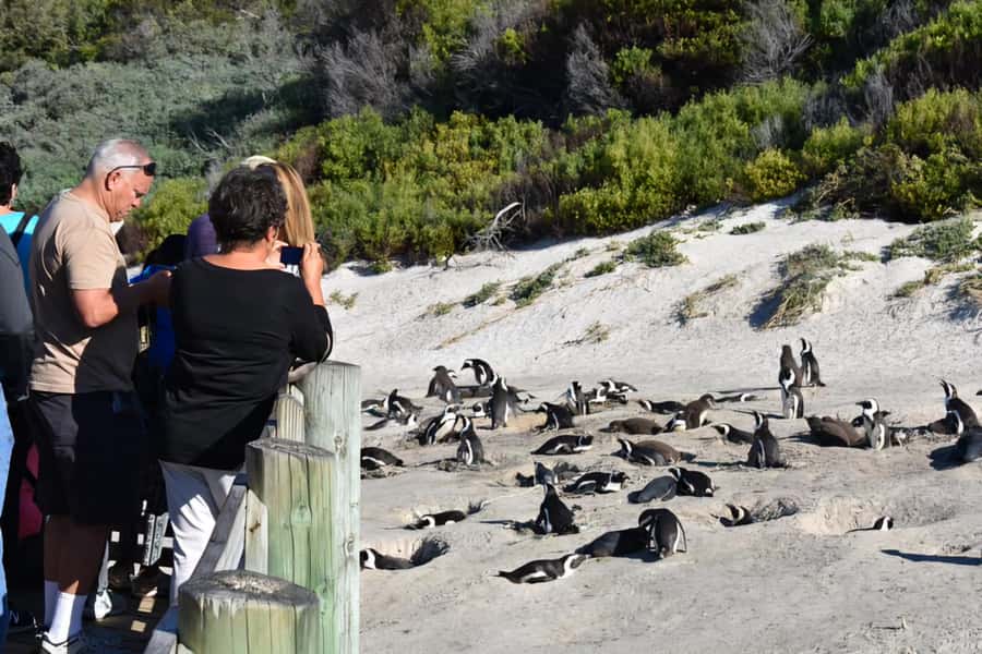 Cape Town: Cape of Good Hope and Penguins Full-Day Tour - Boulders Beach and the African penguins