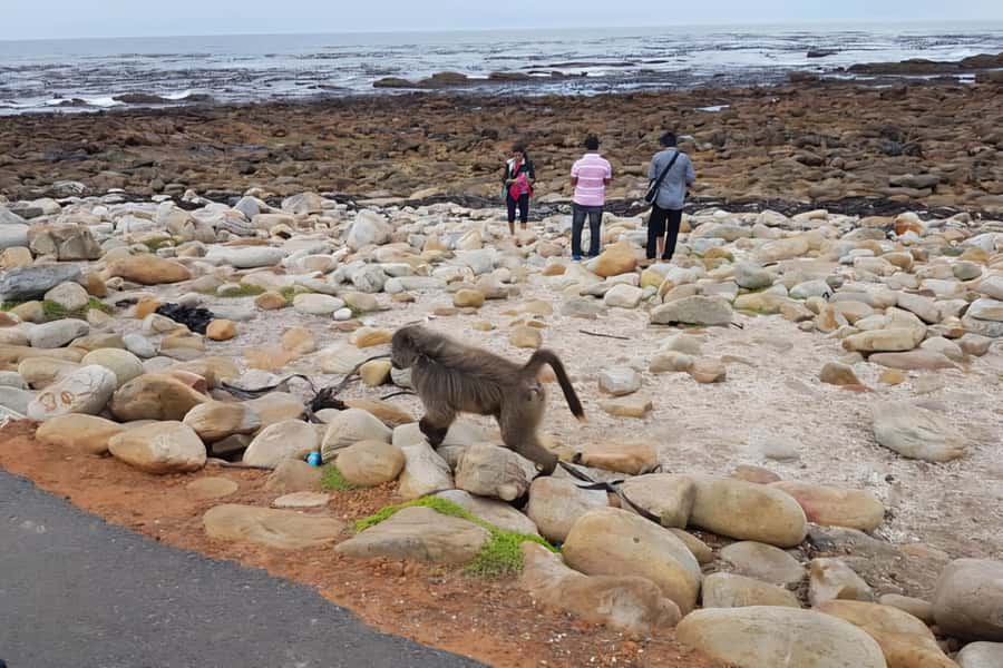 Cape Town: Cape of Good Hope and Penguins Full-Day Tour - Bo-Kaap, beaches, and the Twelve Apostles