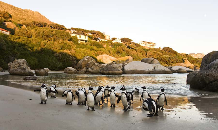 Cape Town: CAPE OF GOOD HOPE AND PENGUINS PRIVATE FULL DAY. - Camps Bay, Hout Bay, and the Atlantic coast