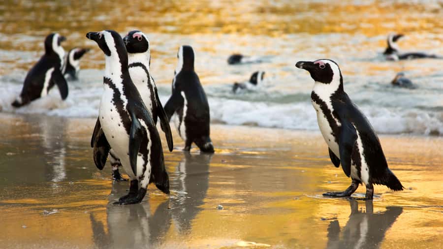 Cape Town: Cape of Good Hope & Boulders Beach Group Tour - Hout Bay and the optional seal cruise