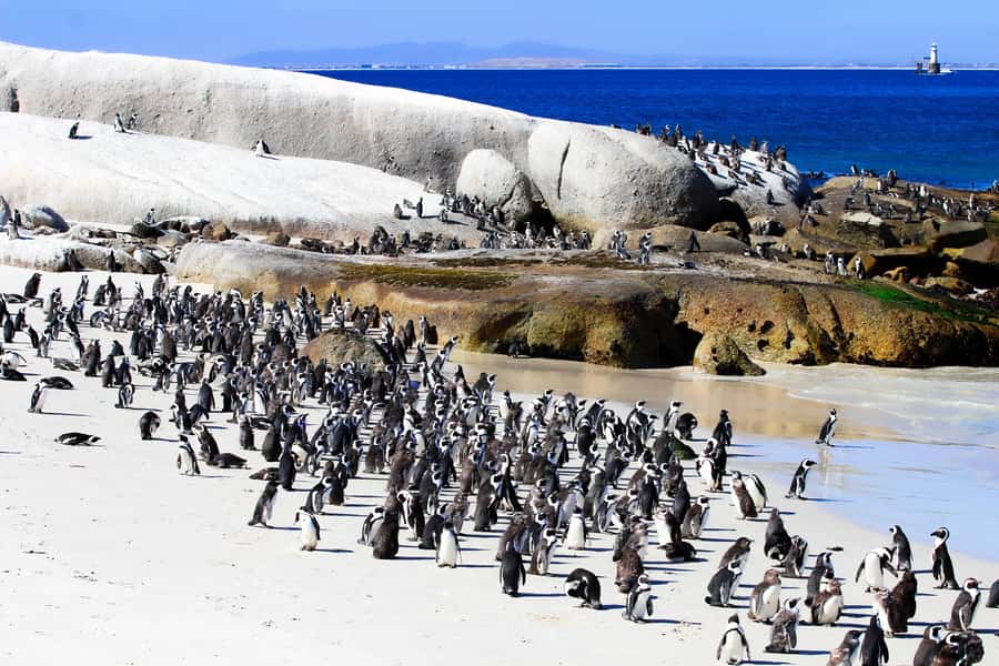 Cape Town: Cape of Good Hope & Boulders Beach Group Tour - Starting in Bo-Kaap and at Maiden’s Cove