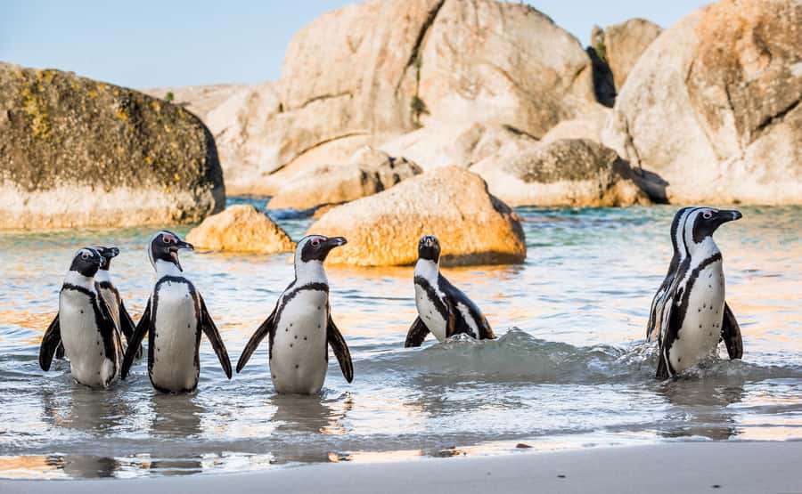 Cape Town: Cape of Good Hope & Penguins Day Tour with Pickup - Simon’s Town gives you lunch and breathing room