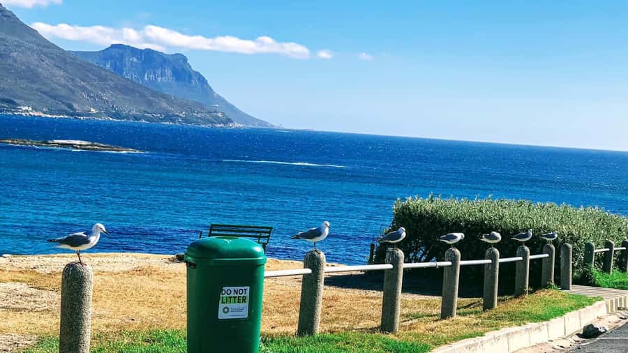 Cape Town: Cape of Good Hope & Penguins Full-Day Guided Tour - Hout Bay Harbour and the optional Seal Island boat