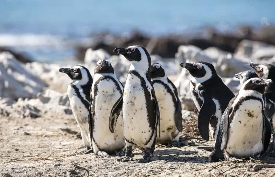 Cape Town: Cape of Good Hope & Penguins Full-Day Guided Tour - Cape of Good Hope and the old lighthouse