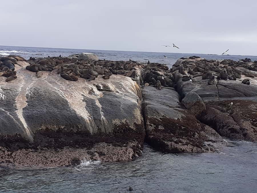 Cape Town: Cape of Good Hope, Seals and Penguins Day Tour - Cape Point Nature Reserve and the Cape of Good Hope