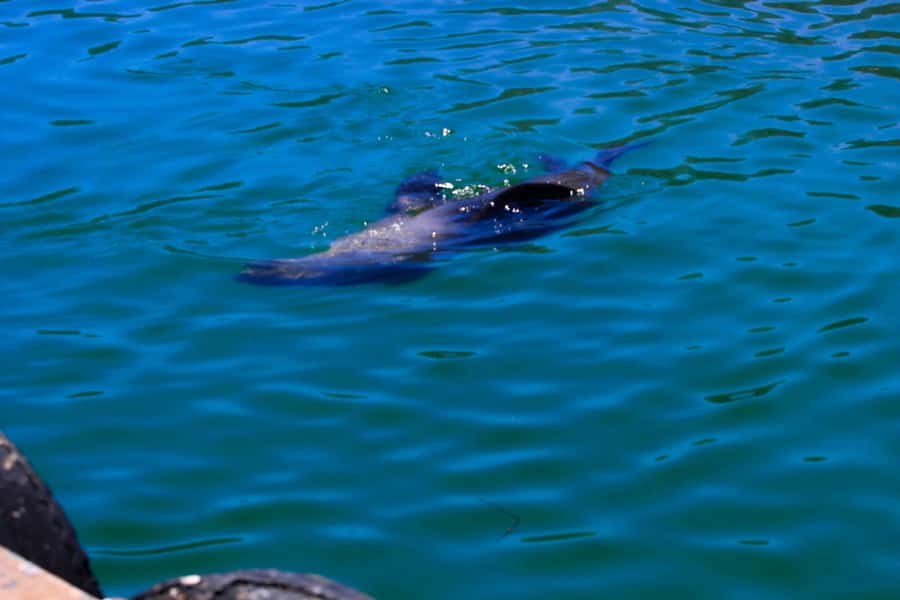 Cape Town: Cape Peninsula & Boulders Beach Shared Tour - St. James closes the route with a quick photograph