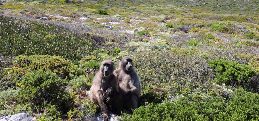 Cape Town: Cape Peninsula & Table Mountain Private Day Trip - Key points to know before booking