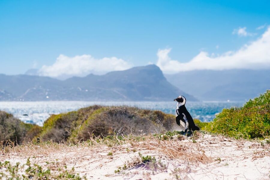 Cape Town: Cape Point and Penguin Colony Full Day Tour - The guide can make or break a packed itinerary
