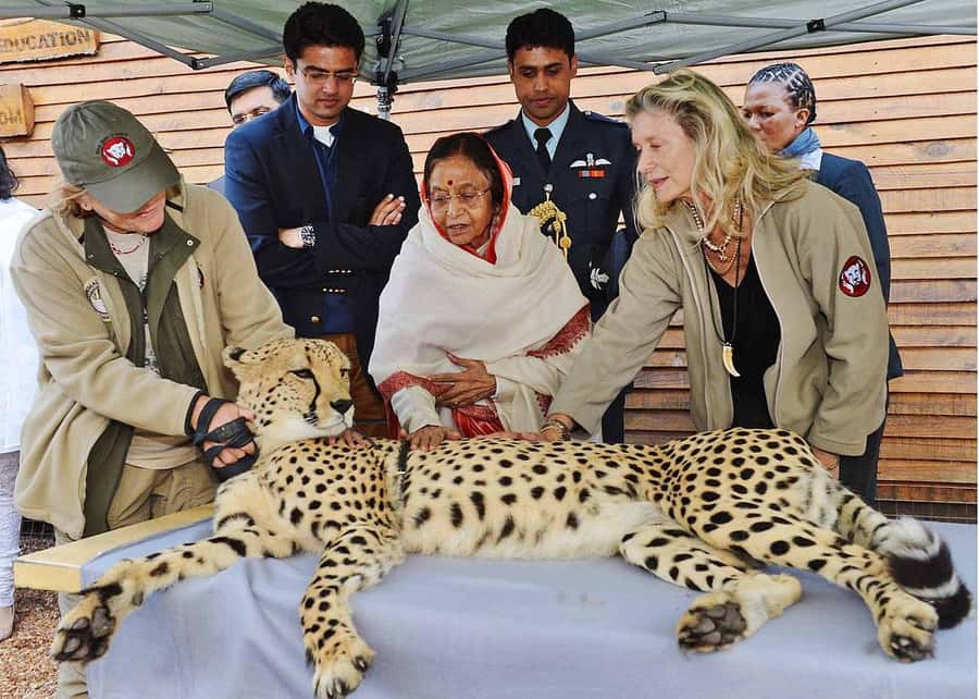 Cape Town: CHEETAH ENCOUNTER/WINE TESTING EXPERIENCE/LUNCH - A cheetah encounter with a conservation message