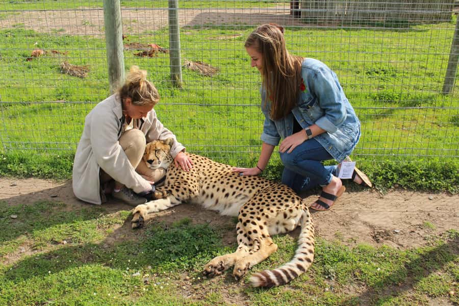 Cape Town: CHEETAH ENCOUNTER/WINE TESTING EXPERIENCE/LUNCH - Ernie Els offers the broadest views