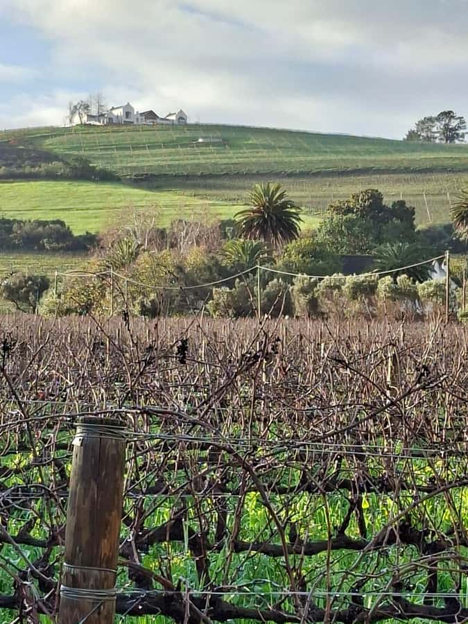 Cape Town: CHEETAH ENCOUNTER/WINE TESTING EXPERIENCE/LUNCH - Waterford adds a wine and chocolate option