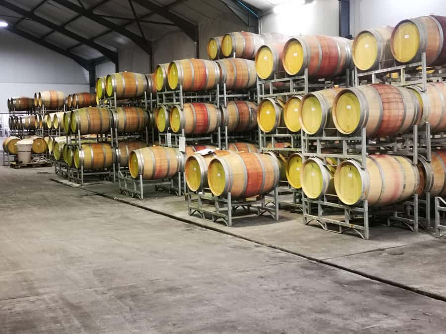 Cape Town: CHEETAH ENCOUNTER/WINE TESTING EXPERIENCE/LUNCH - Lunch choices range from polished to casual