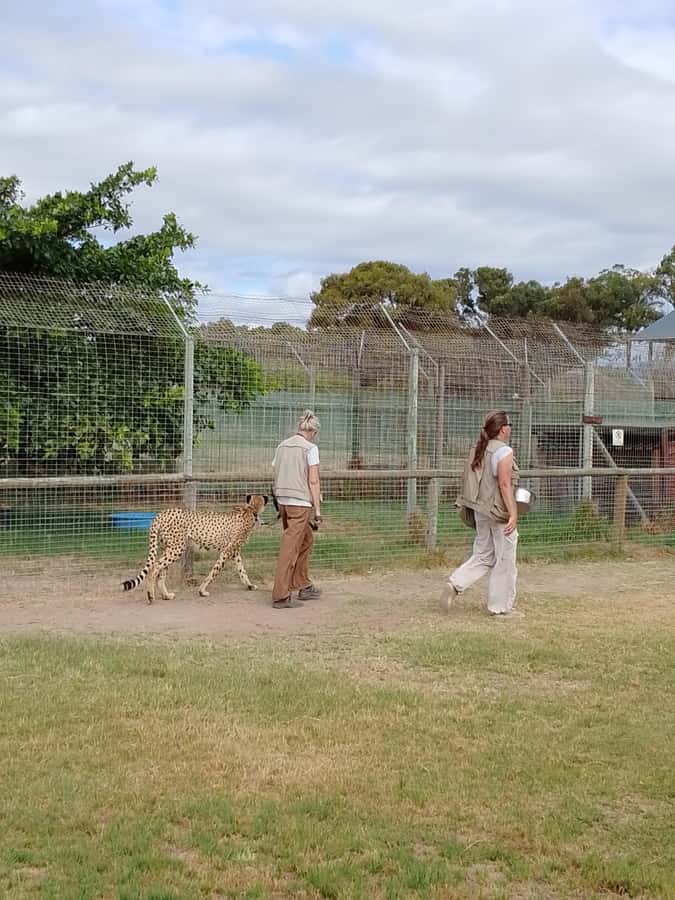Cape Town: CHEETAH ENCOUNTER/WINE TESTING EXPERIENCE/LUNCH - Who will enjoy this private day