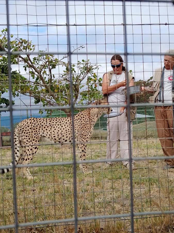 Cape Town: CHEETAH ENCOUNTER/WINE TESTING EXPERIENCE/LUNCH - Practical planning for a smoother outing