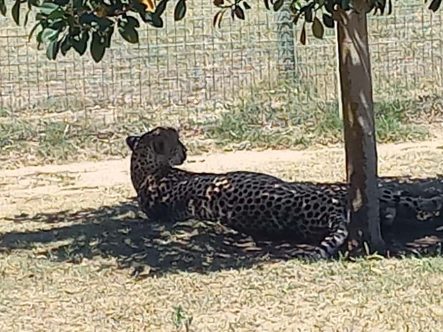 Cape Town: Cheetah Outreach and Winelands Day Tour - Spier Wine Farm and the second tasting