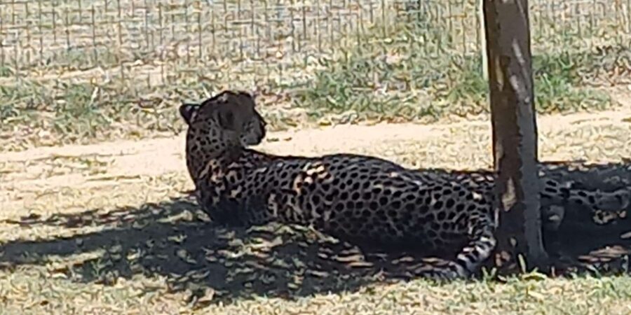 Cape Town: Cheetah Outreach and Winelands Day Tour - The private vehicle and pace of the day