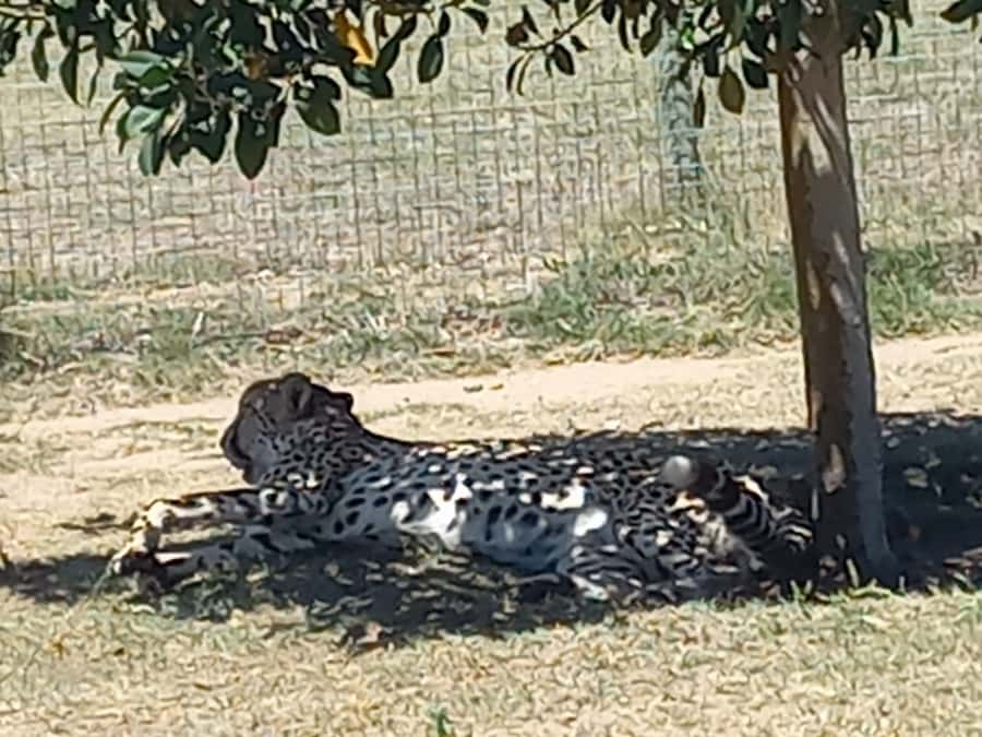 Cape Town: Cheetah Outreach and Winelands Day Tour - Is the $155 price fair?
