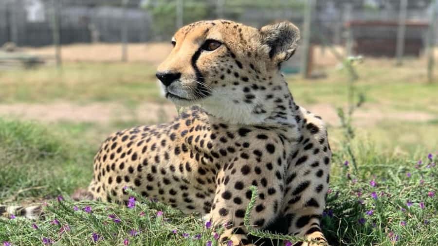 Cape Town: Cheetah Outreach and Winelands Day Tour - Should you book this Cape Town day tour?