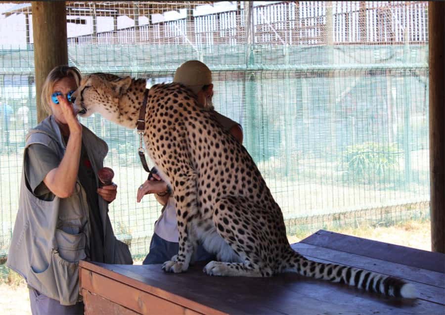 Cape Town: Cheetah Outreach and Winelands Day Tour - Meeting cheetahs at Cheetah Outreach