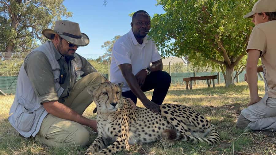 Cape Town: Cheetah Outreach, Giraffe Encounter & Wine Tour - Three Cape Town experiences in one long day