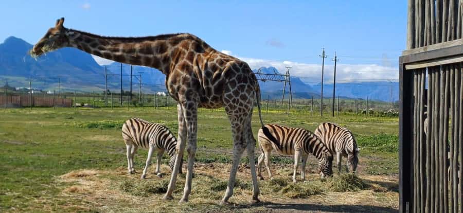 Cape Town: Cheetah Outreach, Giraffe Encounter & Wine Tour - Learning what Cheetah Outreach actually does