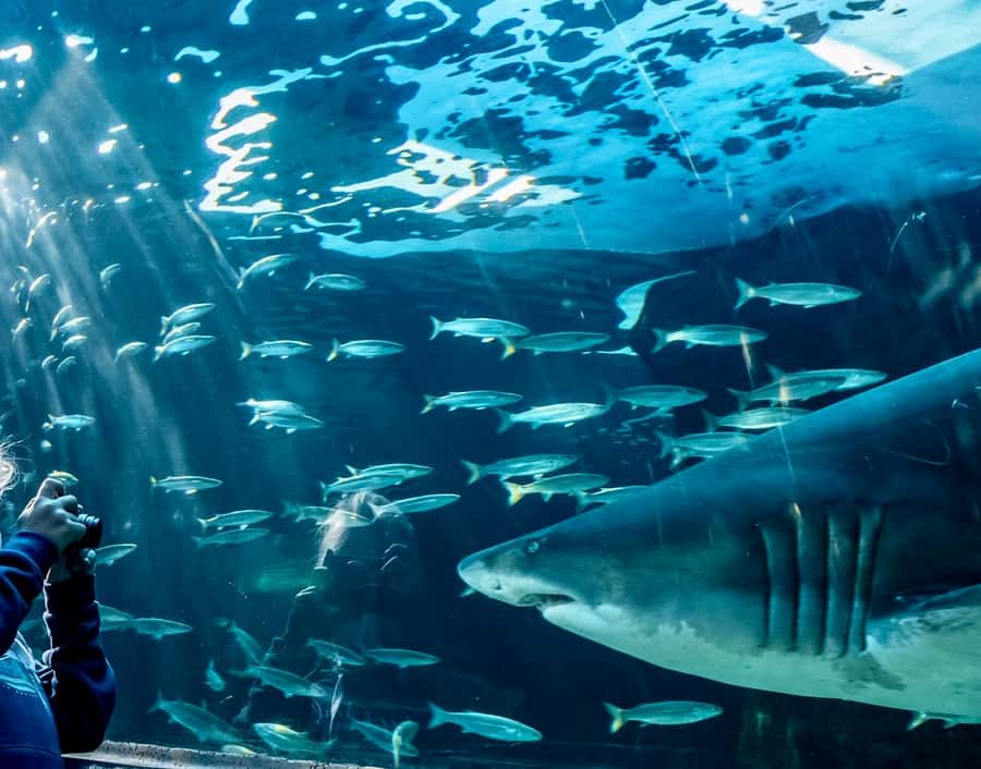 Cape Town City Pass: Save Over 50% on 80+ Top Attractions - The Waterfront packs in easy wins