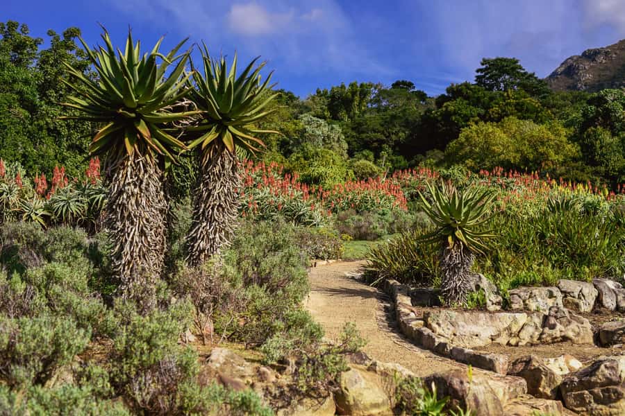 Cape Town: Constantia Half-Day Wine Tour & Tastings - Should you book this half-day wine tour?