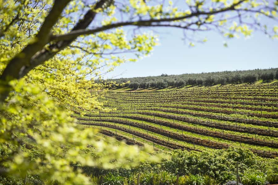 Cape Town: Constantia Half-Day Wine Tour & Tastings - Leaving Cape Town for the Constantia Valley