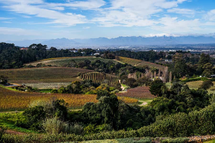 Cape Town: Constantia Half-Day Wine Tour & Tastings - Why the four-hour schedule works, and where it feels tight