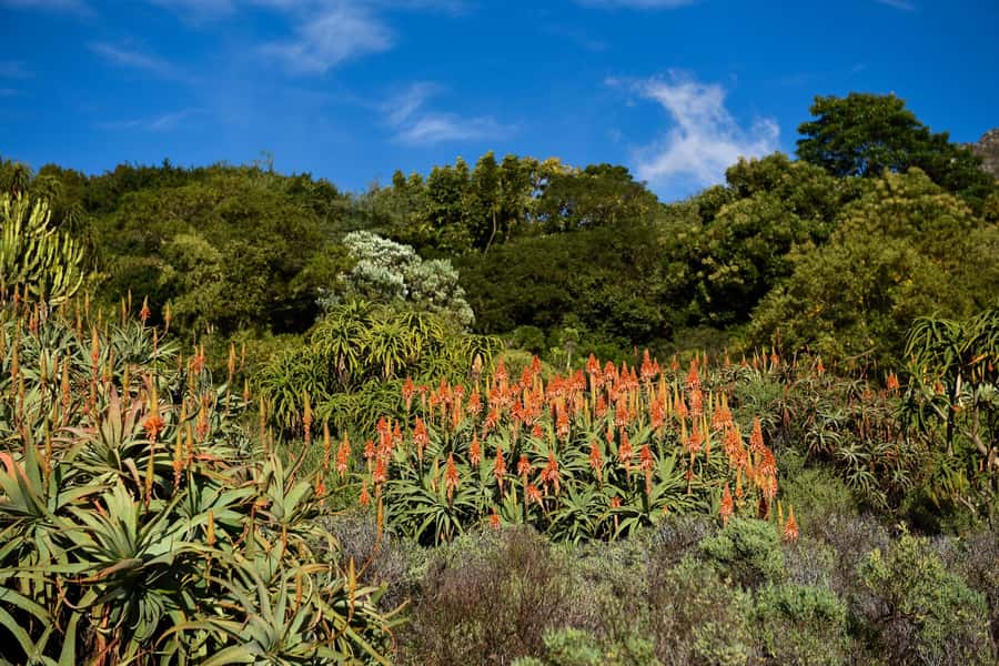 Cape Town: Constantia Half-Day Wine Tour & Tastings - What the $115 price really covers