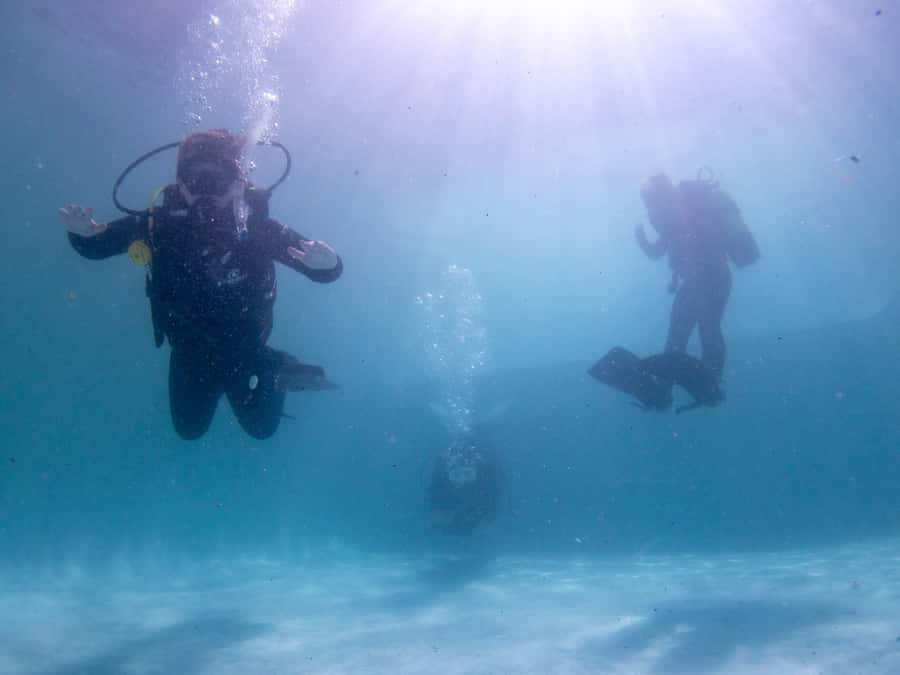 Cape Town: Discover Scuba Diving - 1 day experience - The kelp forest is the main attraction