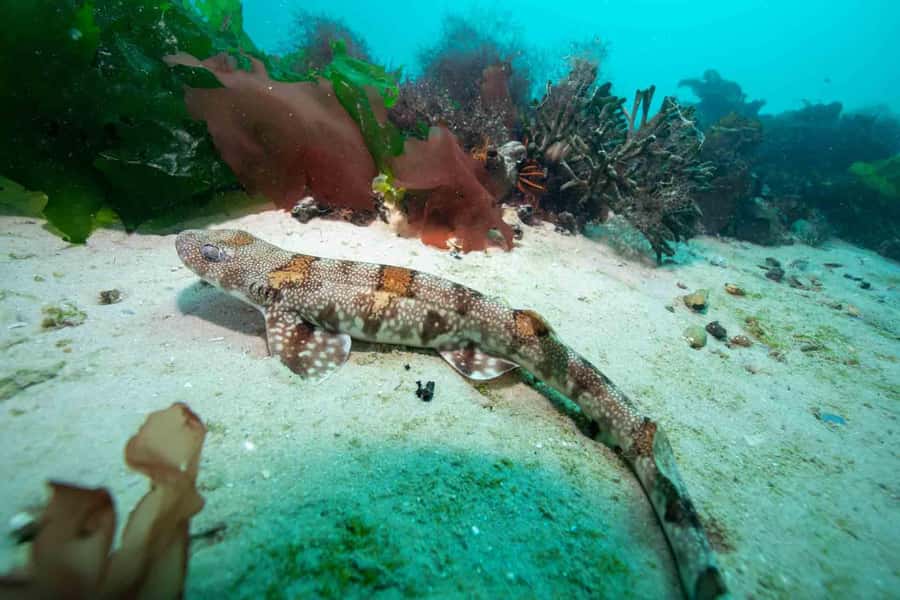 Cape Town: Discover Scuba Diving - 1 day experience - Equipment, comfort, and the small details that help