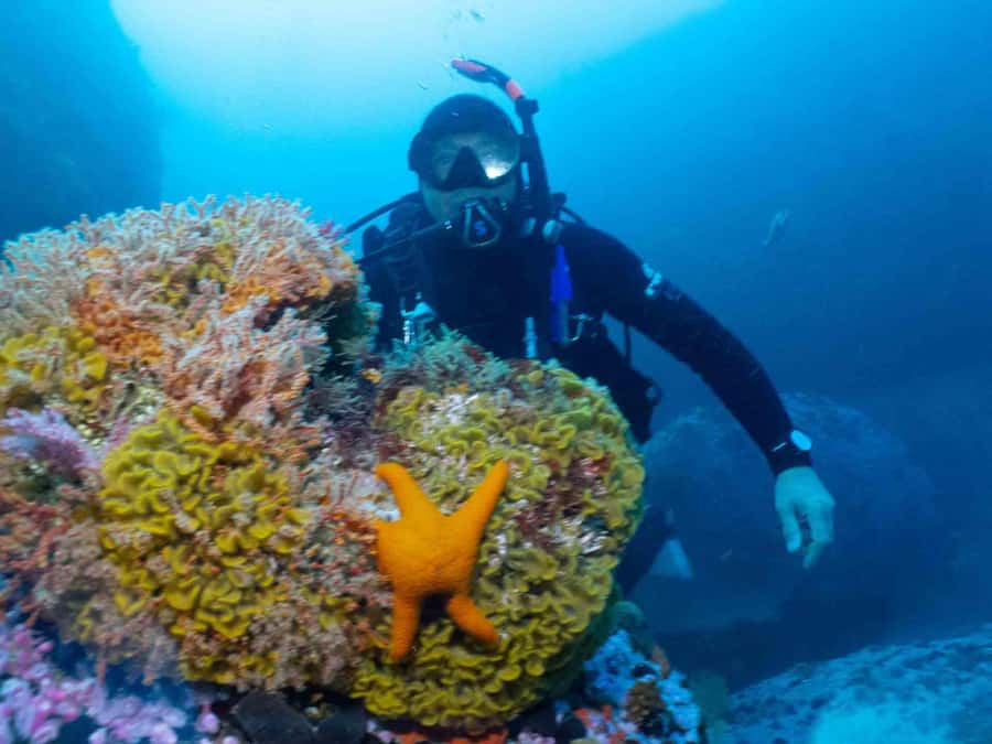Cape Town: Discover Scuba Diving - 1 day experience - What the $155 price really covers