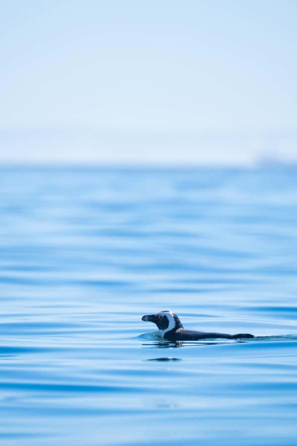 Cape Town: Dolphin & Ocean Wildlife Kayaking Adventure ⚓️ - Dolphins, seals, penguins, and the chance of whales