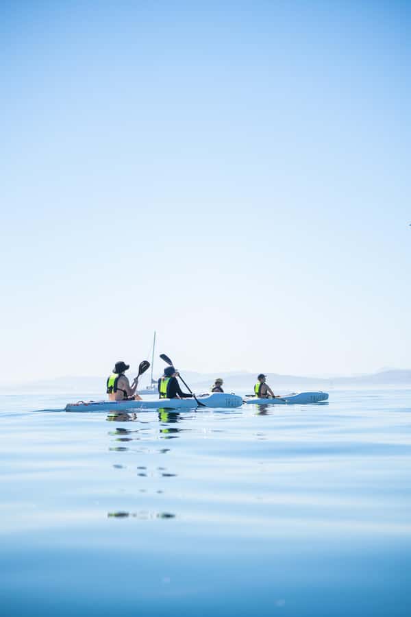 Cape Town: Dolphin & Ocean Wildlife Kayaking Adventure ⚓️ - Is $37 good value for two hours?