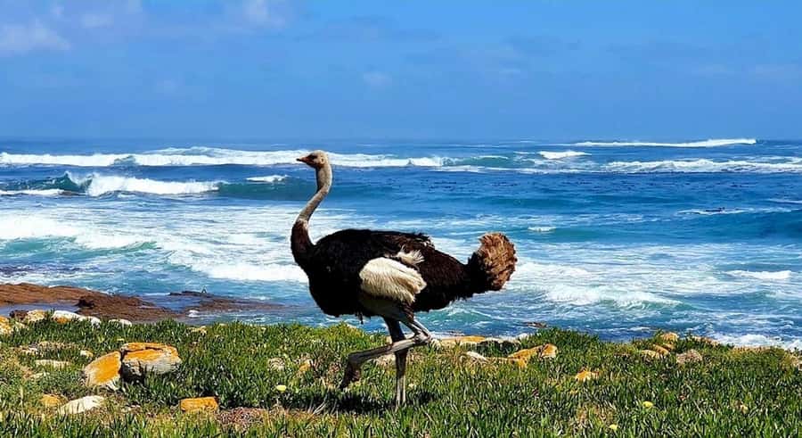 Cape Town: E-Bike Cape Peninsula Tour - Reaching Cape Point and the lighthouse
