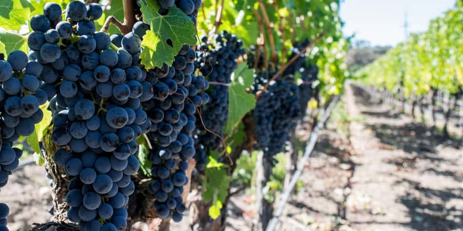Cape Town: Franschhoek and Wine Tram Tour - Franschhoek town gives you a pause from the glasses