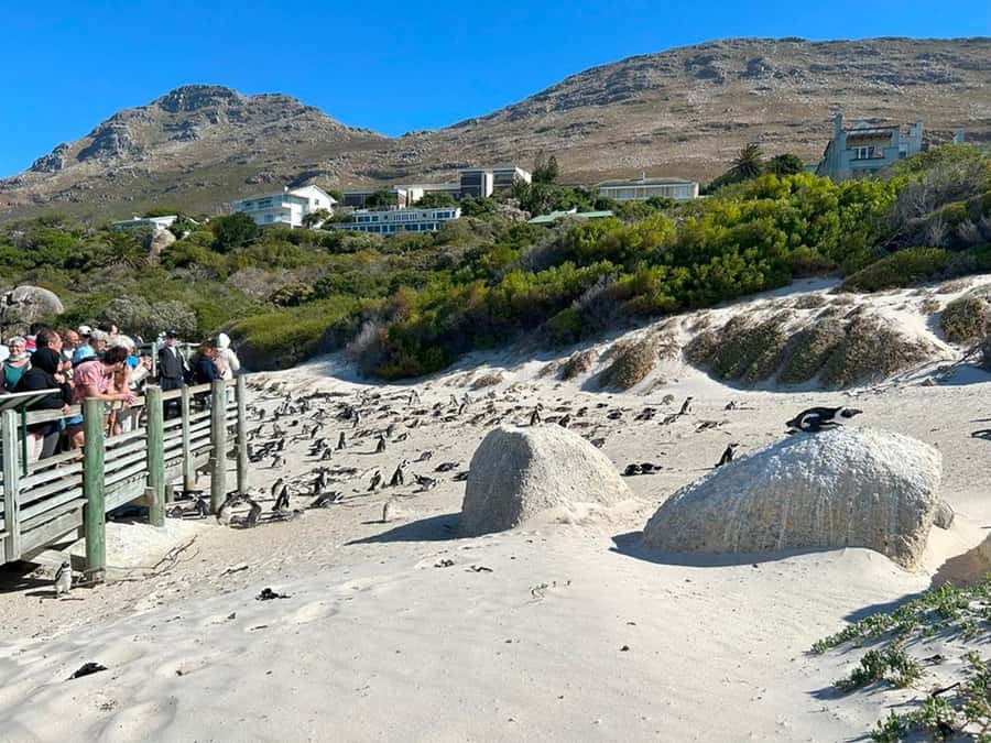 Cape Town: Full Day Cape of Good Hope with Penguins Tour - Cape Point Nature Reserve: wildlife and wide-open views