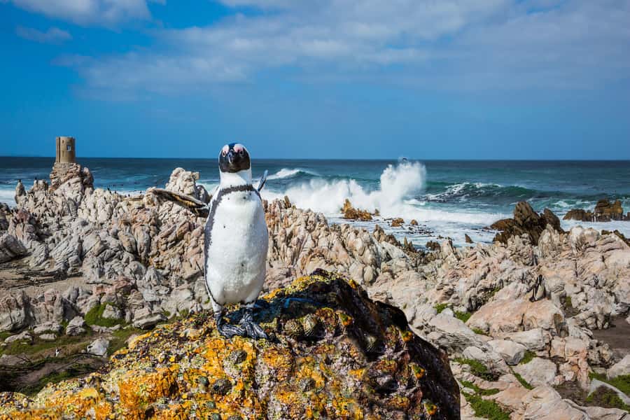 Cape Town: Full-Day Cape Peninsula and Penguins Tour - Key points to know before booking