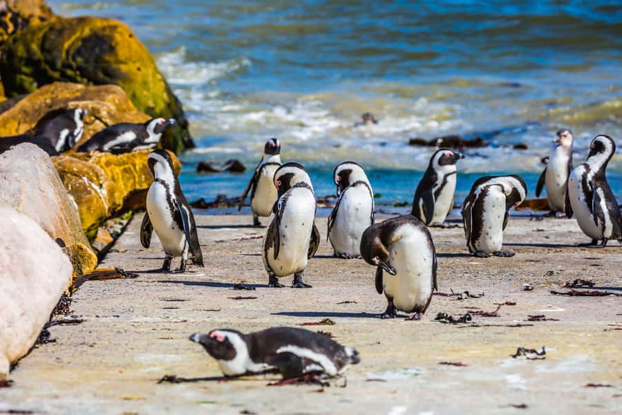 Cape Town: Full-Day Cape Peninsula and Penguins Tour - Why this Cape Peninsula route works so well
