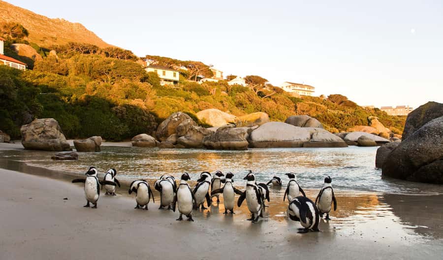 Cape Town: Full-Day Cape Peninsula and Penguins Tour - Sea Point and Maidens Cove frame the Atlantic