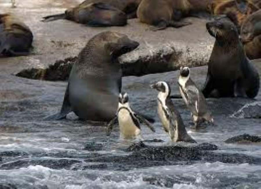 Cape Town: Full-Day Cape Peninsula Tour & Penguin Beach - One day from Bo-Kaap to Boulders Beach
