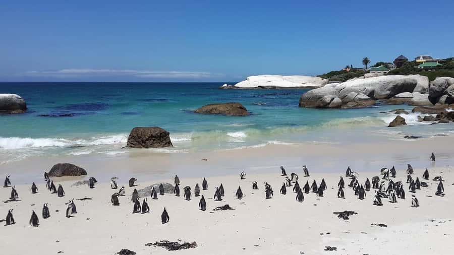 Cape Town: Full-Day Cape Peninsula Tour & Penguin Beach - Chapman’s Peak Drive and Noordhoek Village