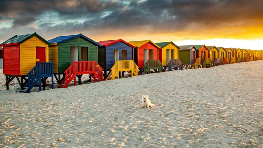 Cape Town: Full-Day Cape Peninsula Tour with Transfers - A full Cape Peninsula loop in seven hours