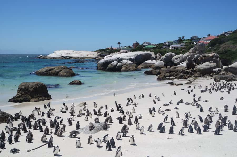Cape Town: Full-Day Cape Peninsula Tour with Transfers - The Kirstenbosch question